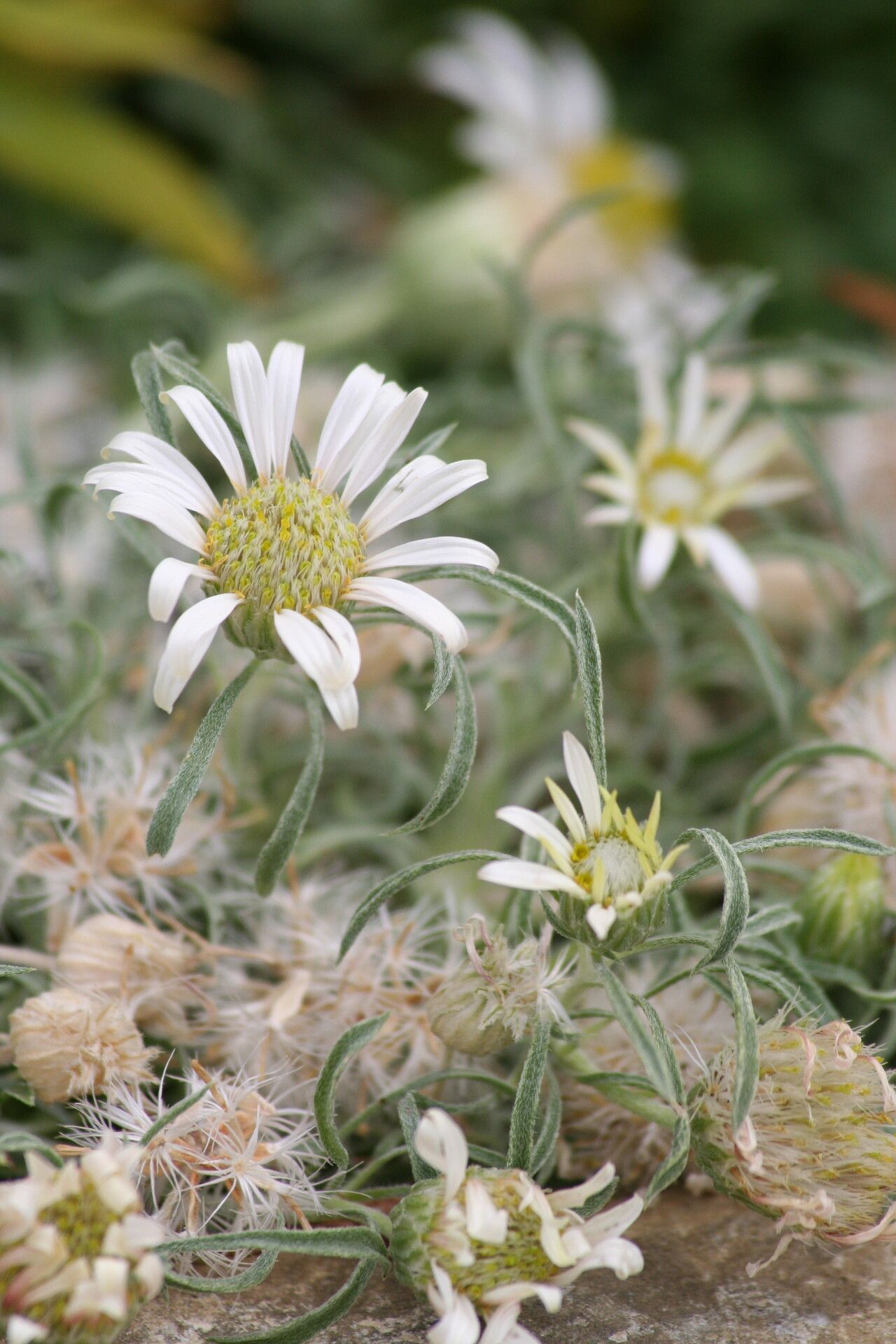 Townsendia jonesii — houseplant care guide