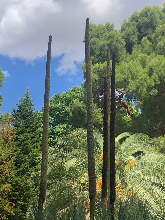 Xanthorrhoea quadrangulata flower