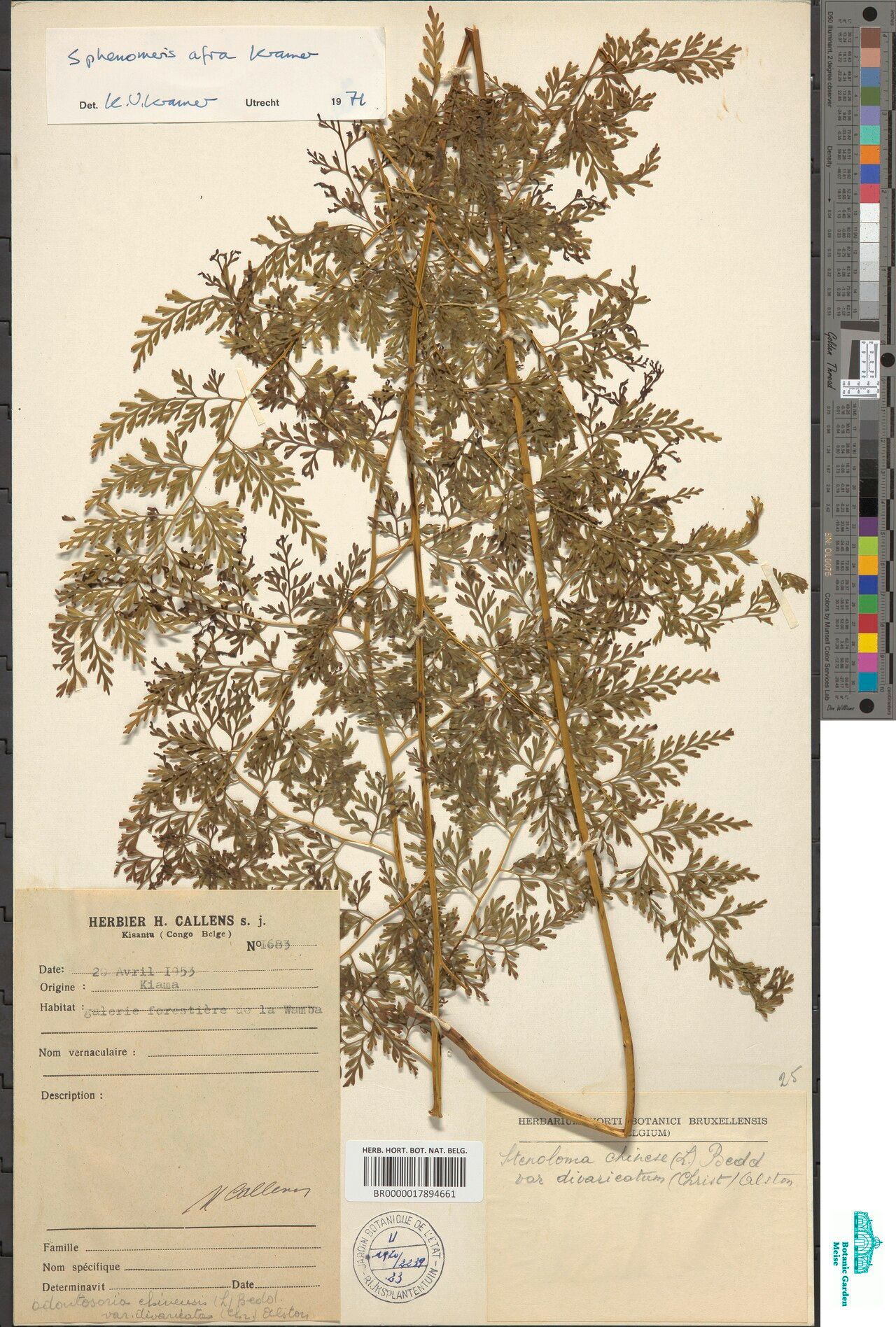 Odontosoria afra — related species from the same genus