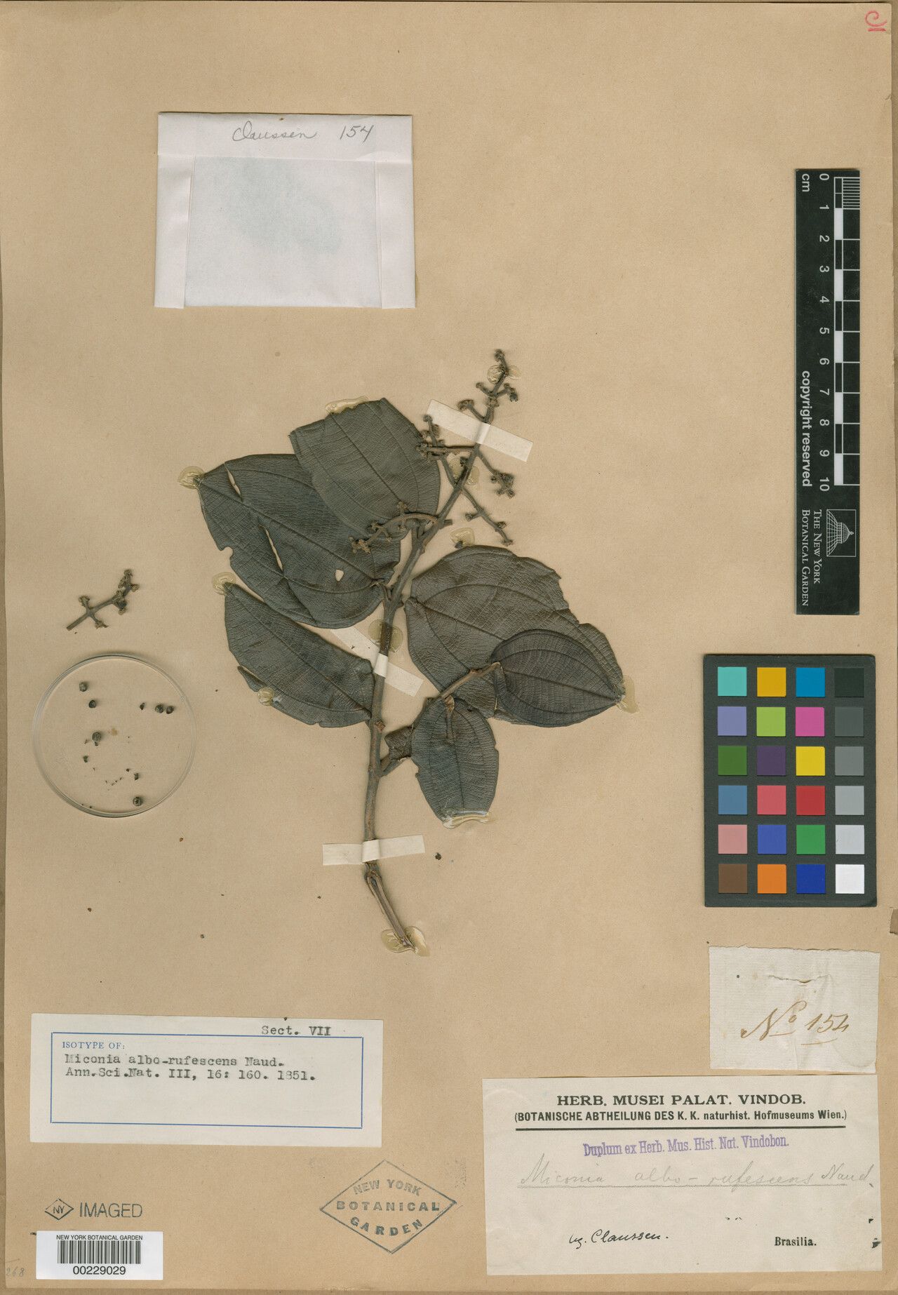 Miconia alborufescens flower