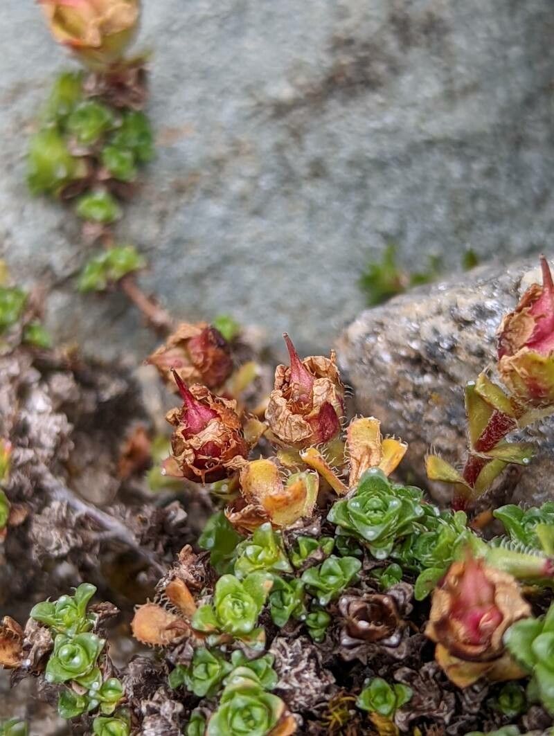 Saxifraga oppositifolia fruit