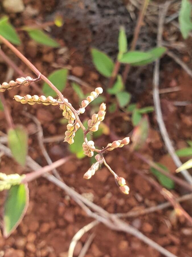 Urochloa semiundulata fruit