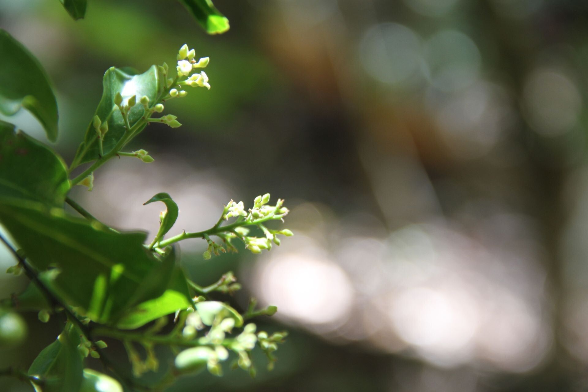 Hunga rhamnoides flower