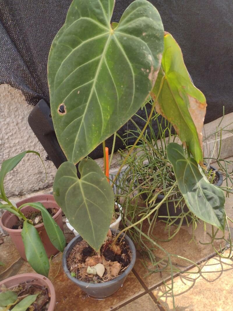 Anthurium magnificum habit