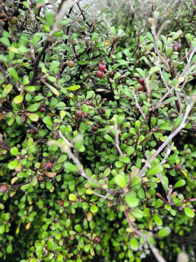 Corokia cotoneaster fruit