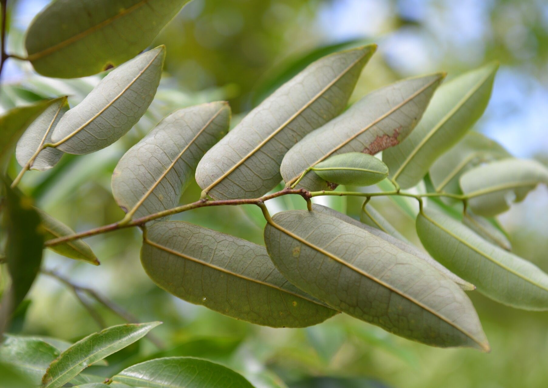 Mabea montana flower