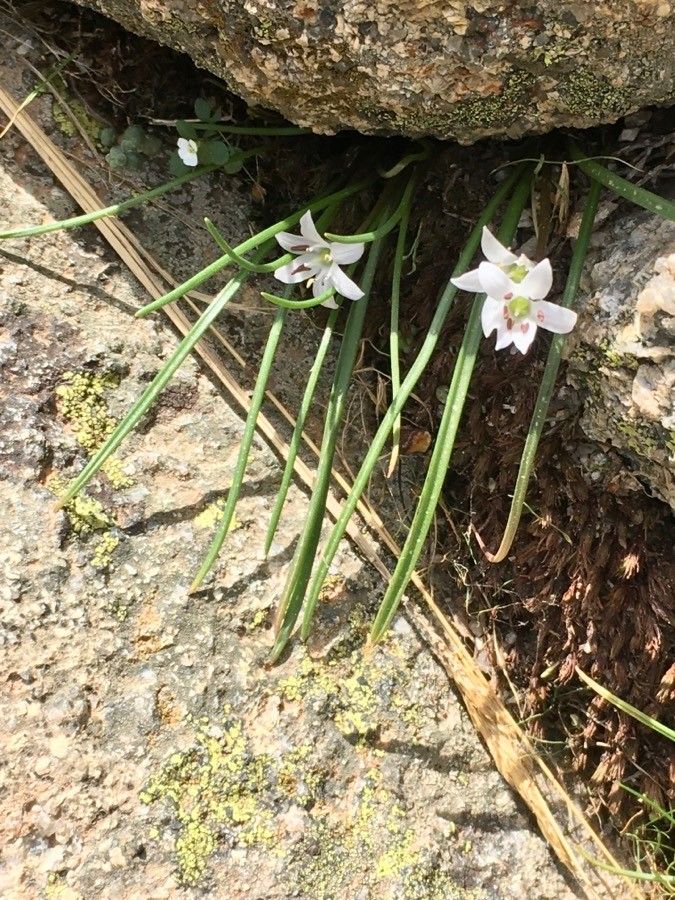 Brimeura fastigiata leaf