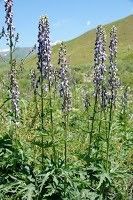 Aconitum leucostomum bark