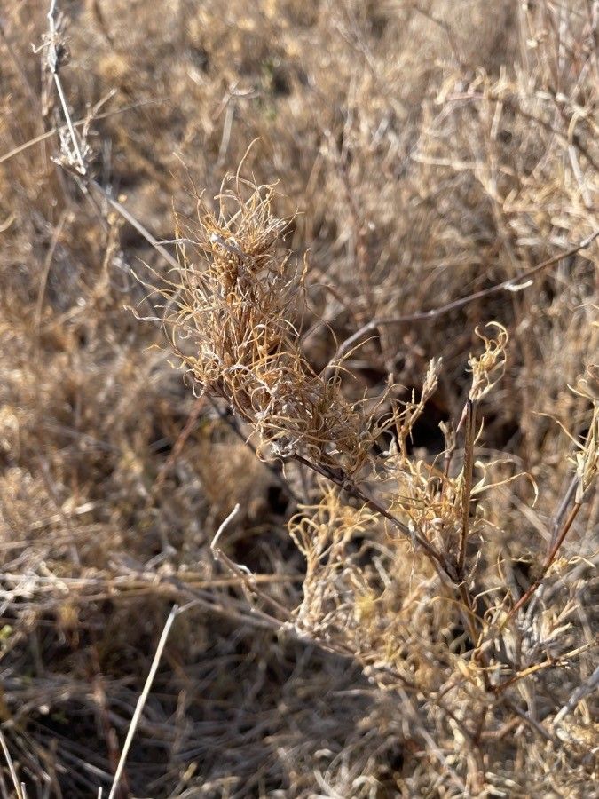 Cenchrus mezianus bark