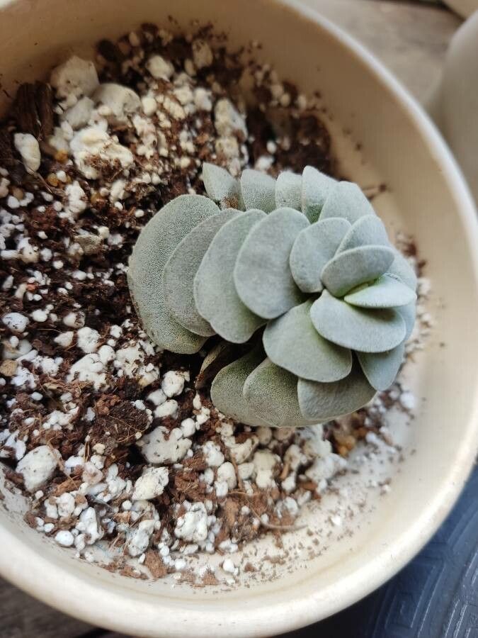 Crassula mesembrianthemopsis habit