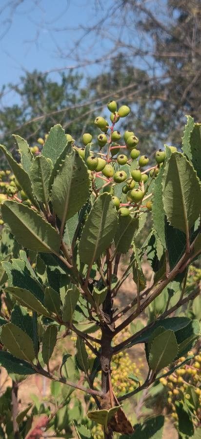 Rhamnus ilicifolia — search result for 'Rhamnaceae'