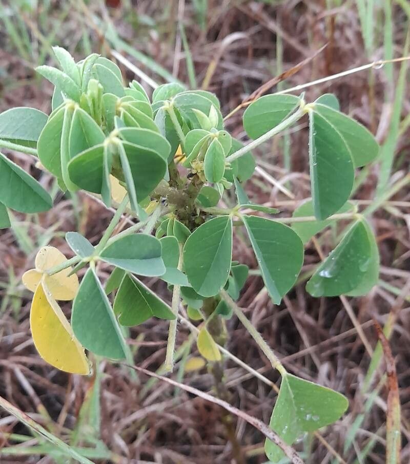 Crotalaria incana leaf