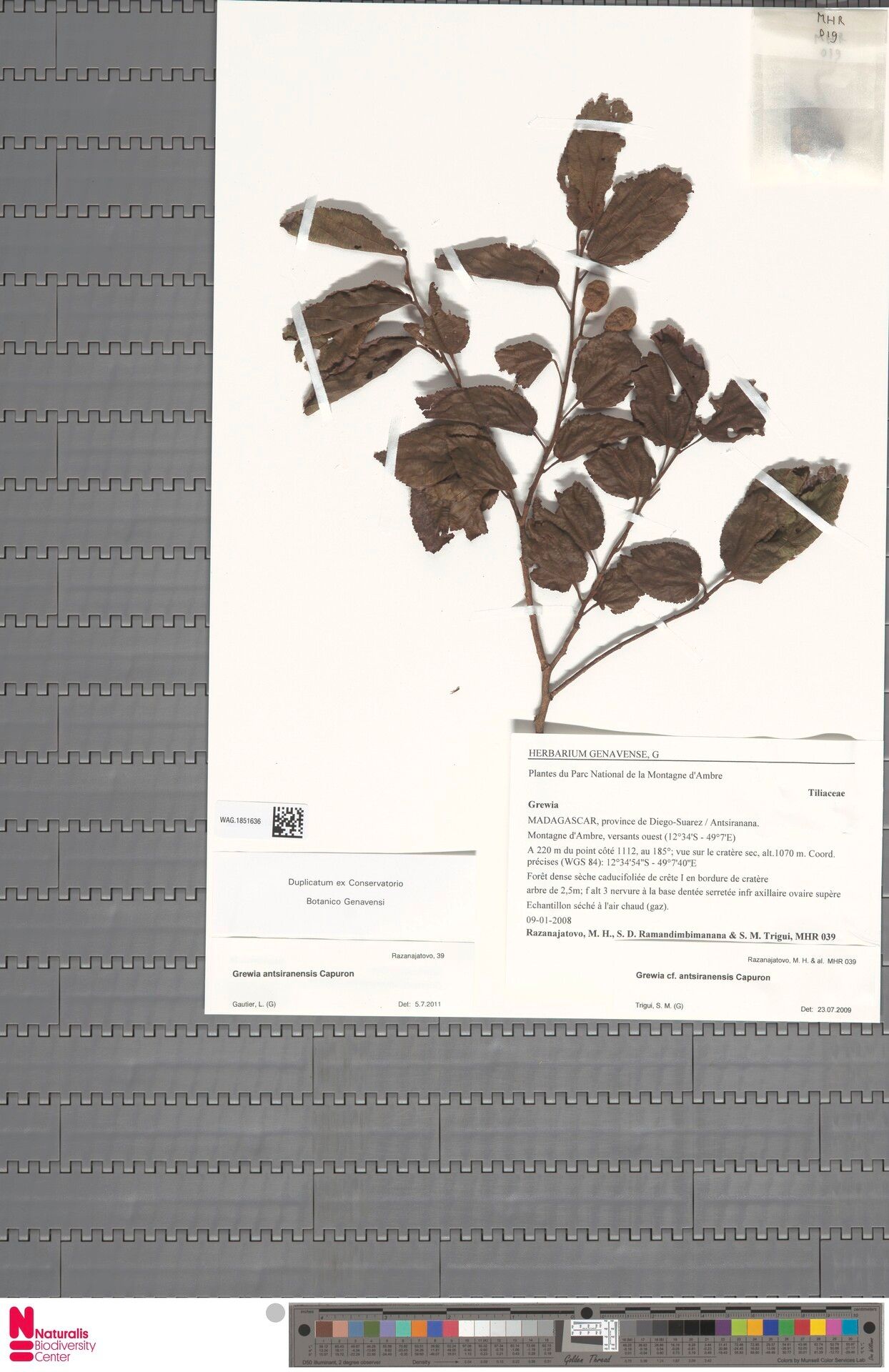 Grewia antsiranensis — related species from the same genus