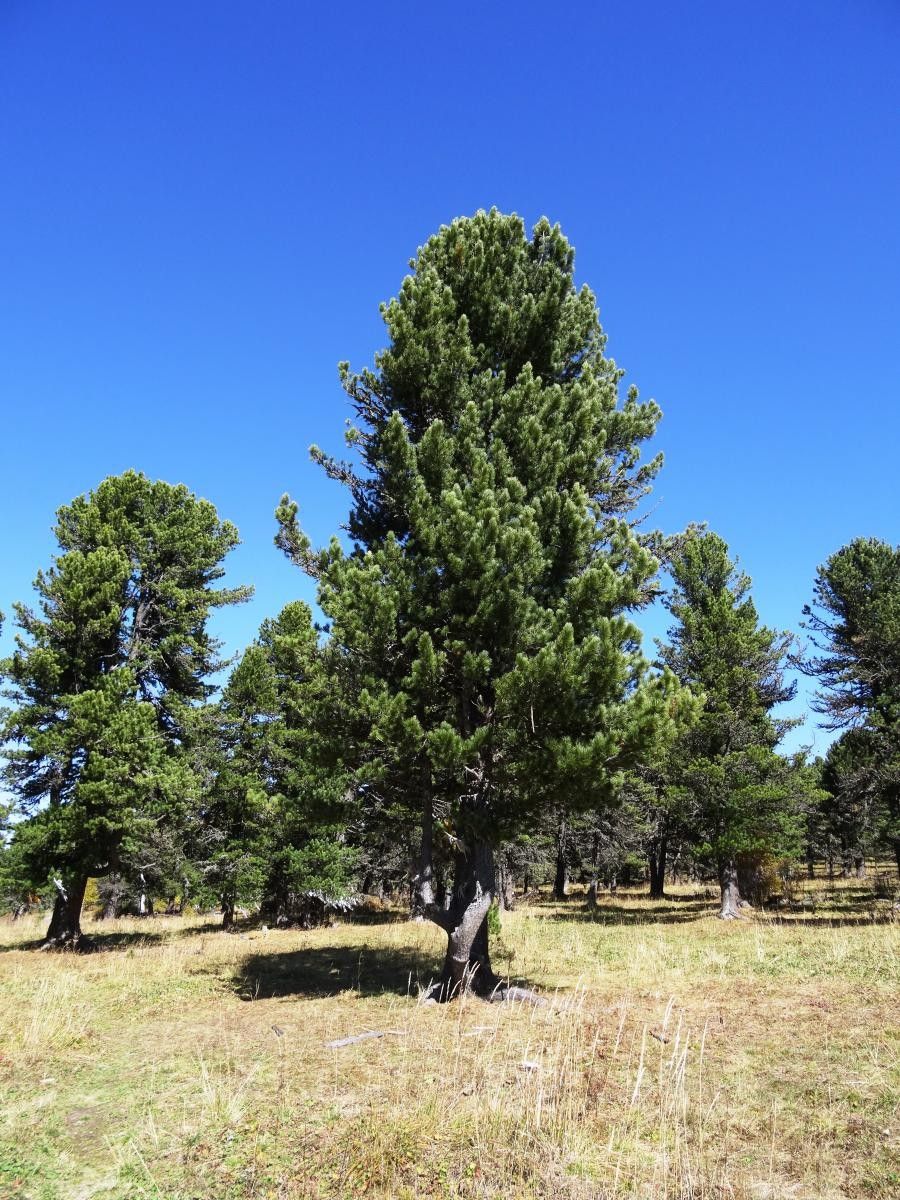 Pinus sibirica flower