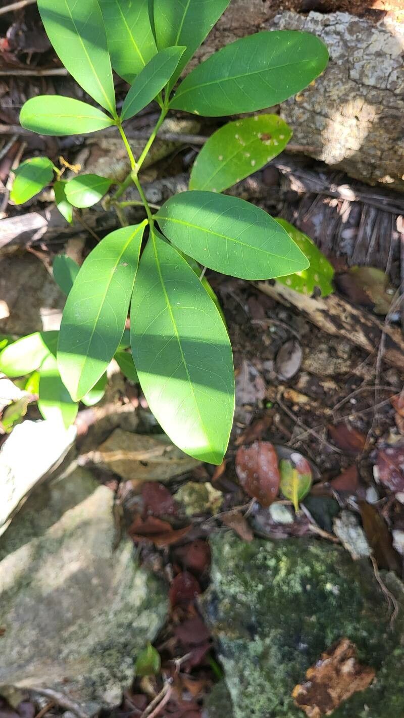Pilocarpus racemosus — related species from the same genus
