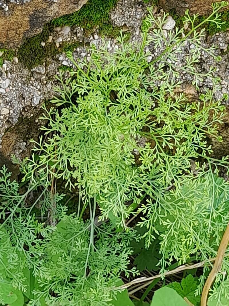 Onychium divaricatum other