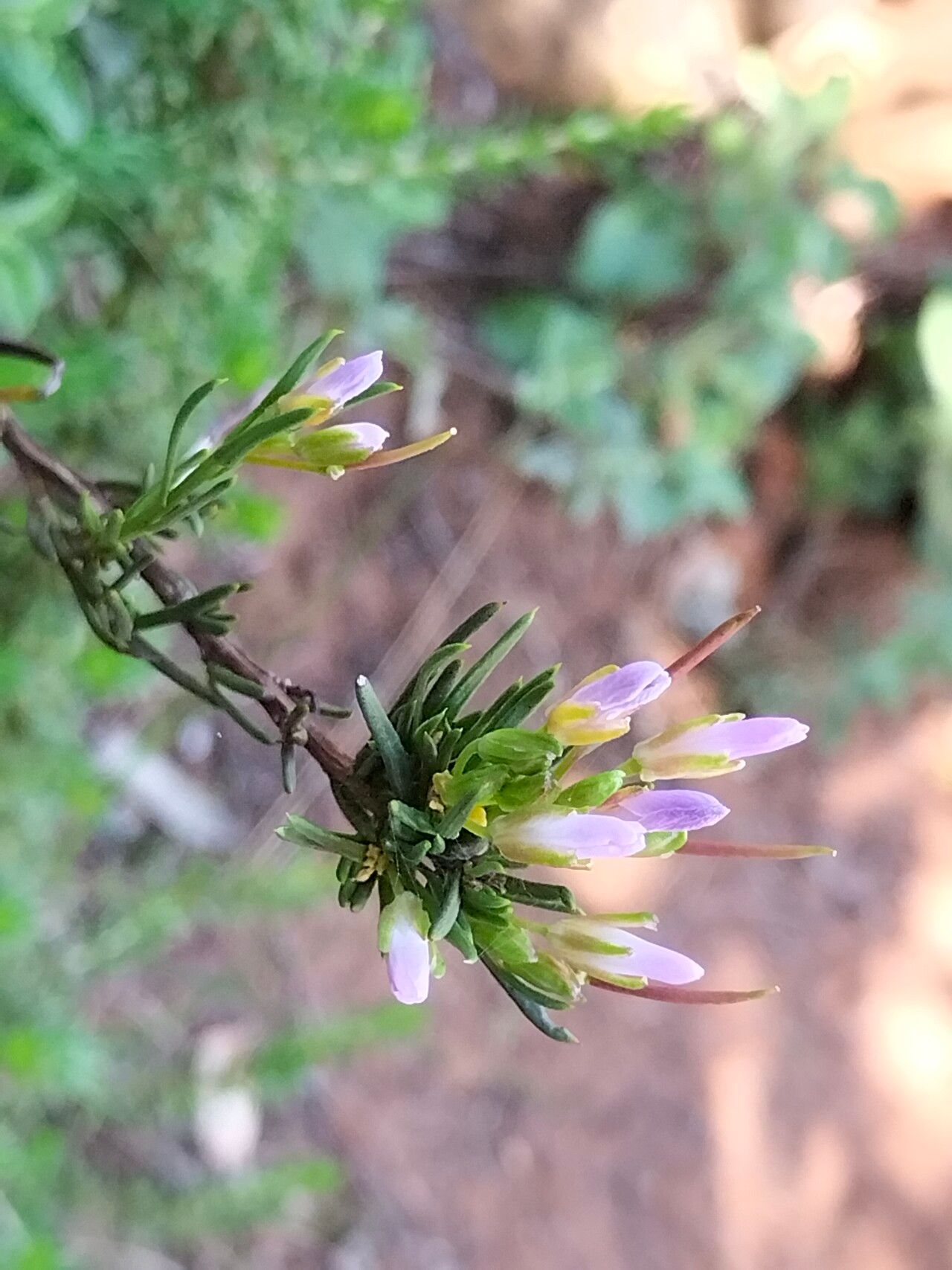 Heliophila scoparia flower