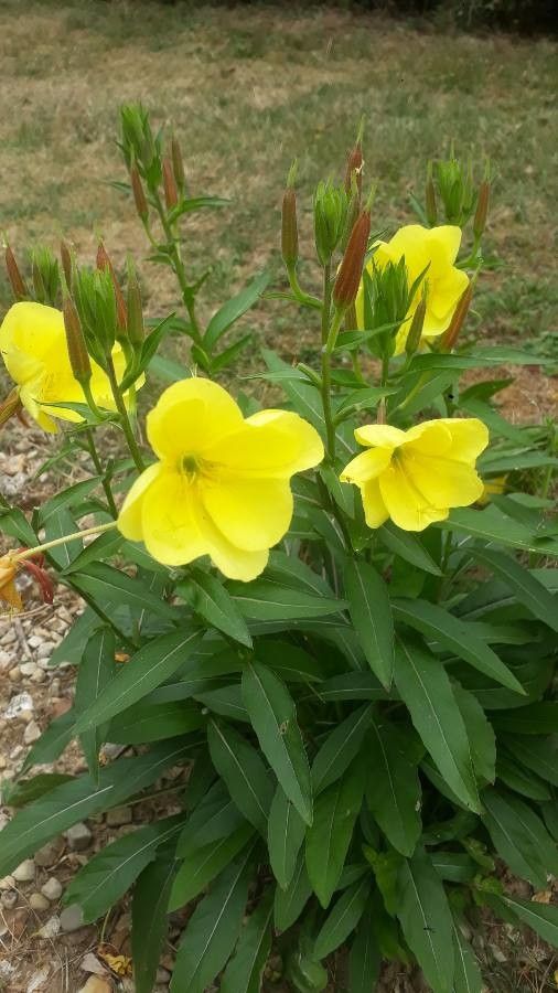 Oenothera suaveolens flower
