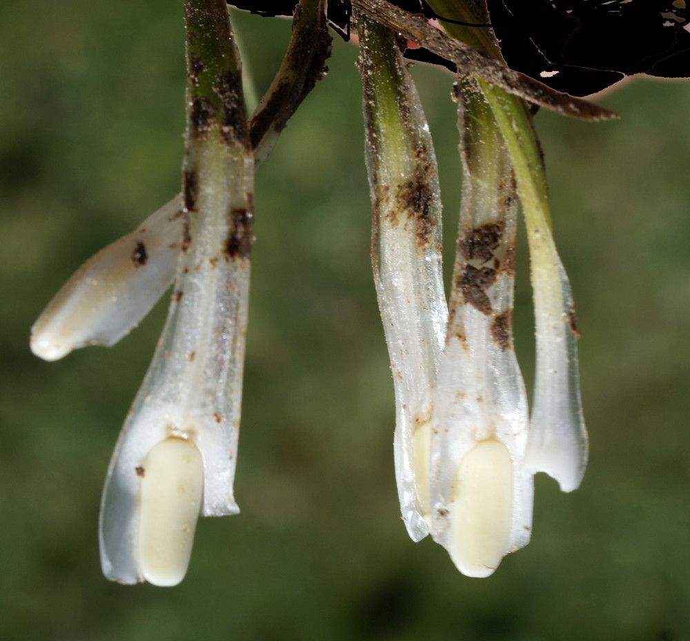 Isoetes histrix flower