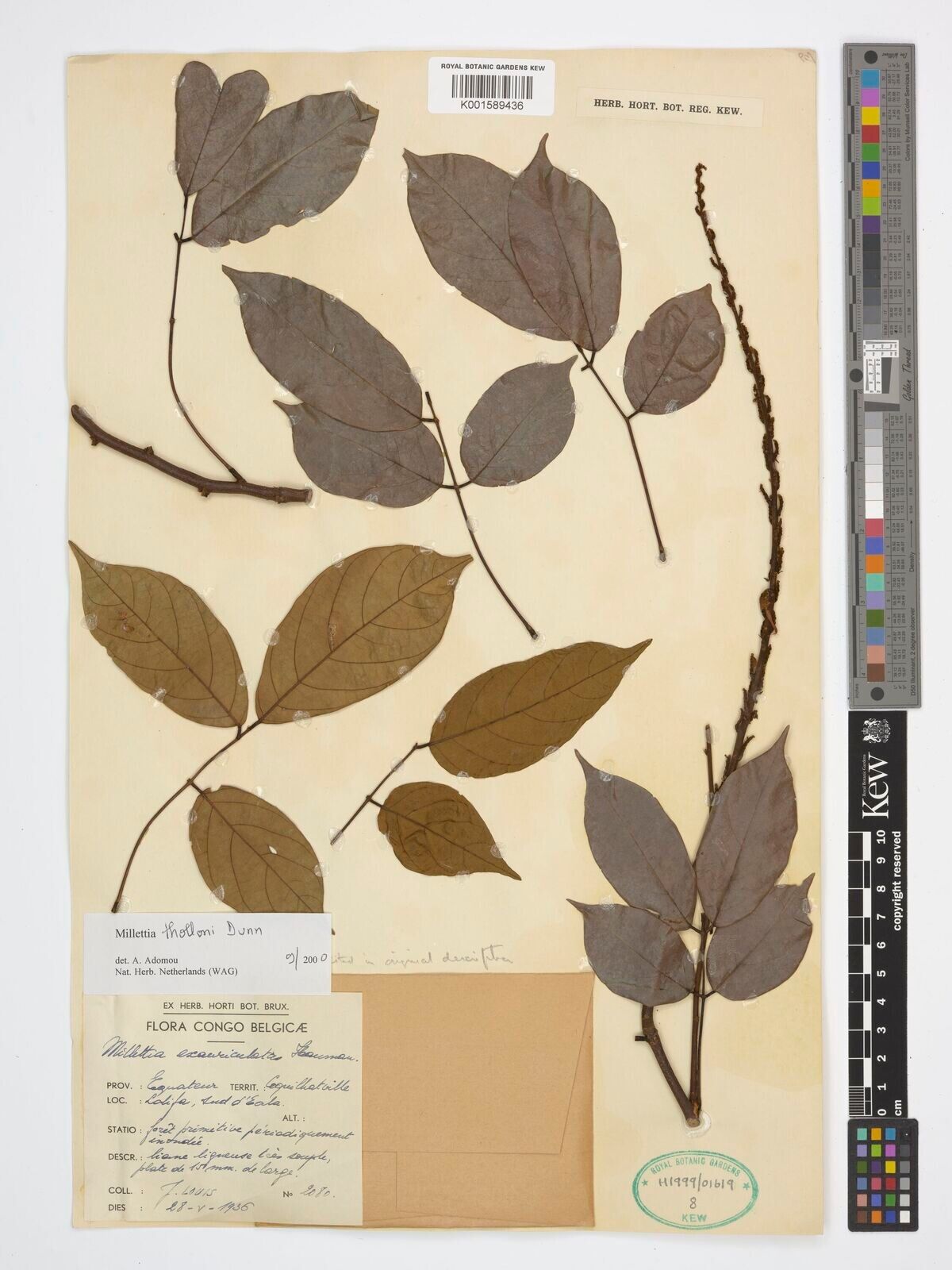 Millettia thollonii — houseplant care guide