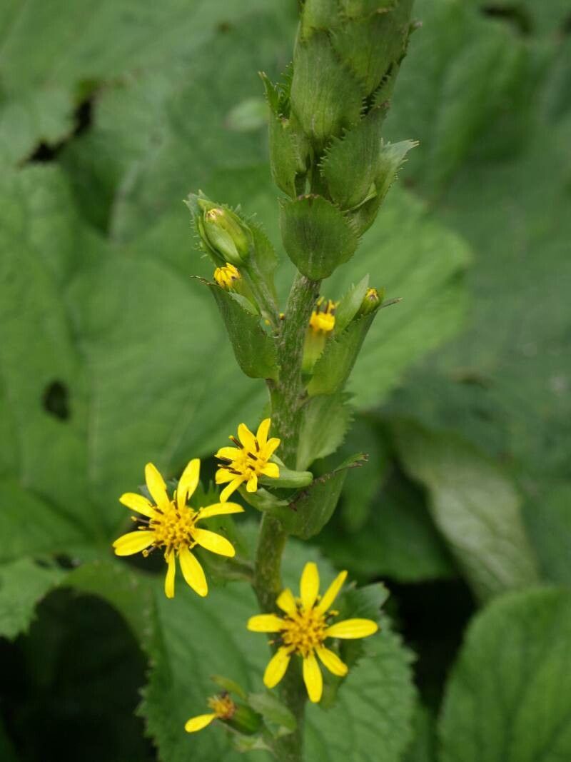 Ligularia fischeri flower
