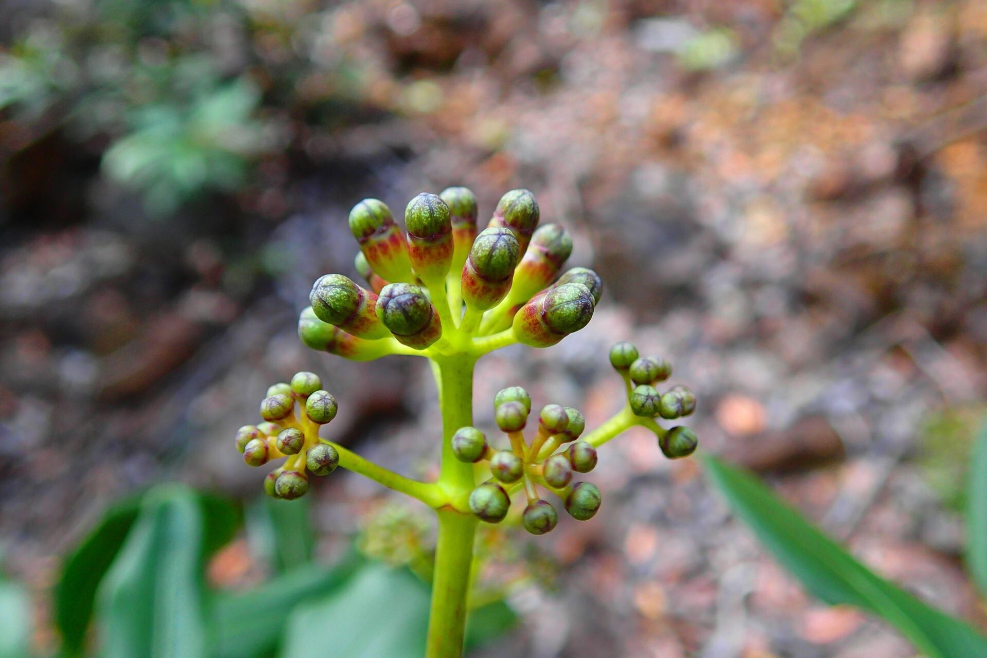 Plerandra polydactylis flower