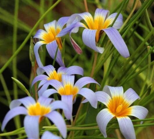 Romulea tabularis — search result for 'Romulea'