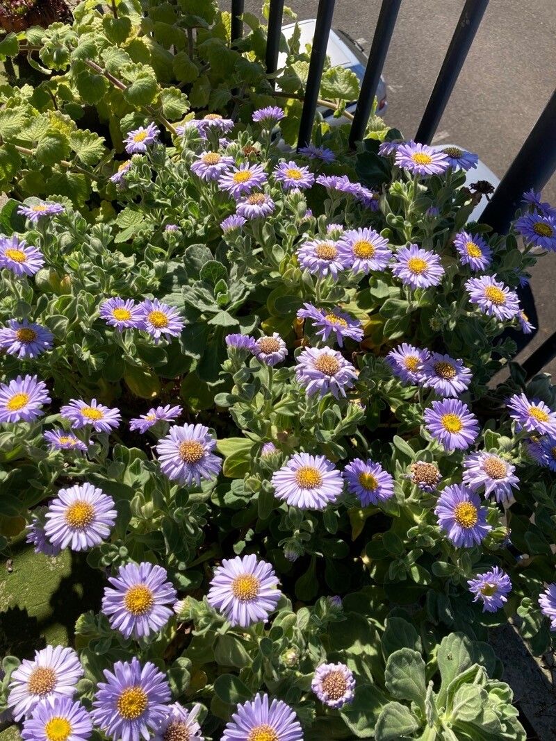 Aster spathulifolius flower