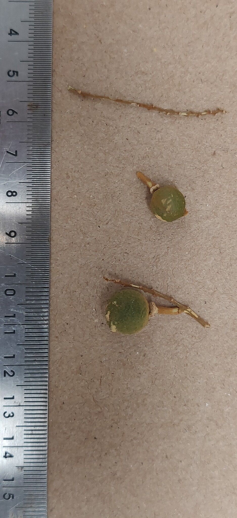 Xanthophyllum flavescens fruit