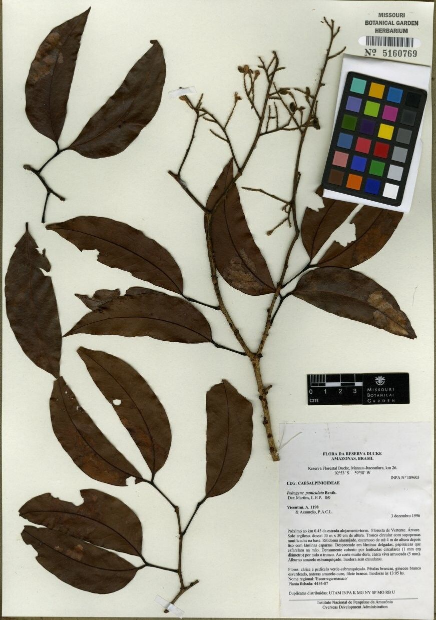 Peltogyne paniculata other