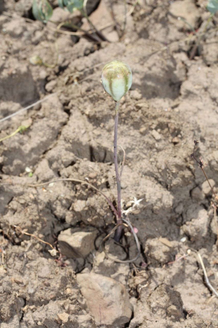 Fritillaria pudica fruit