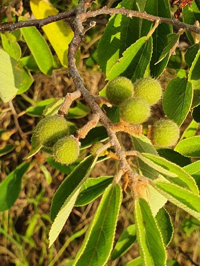 Grewia holstii fruit