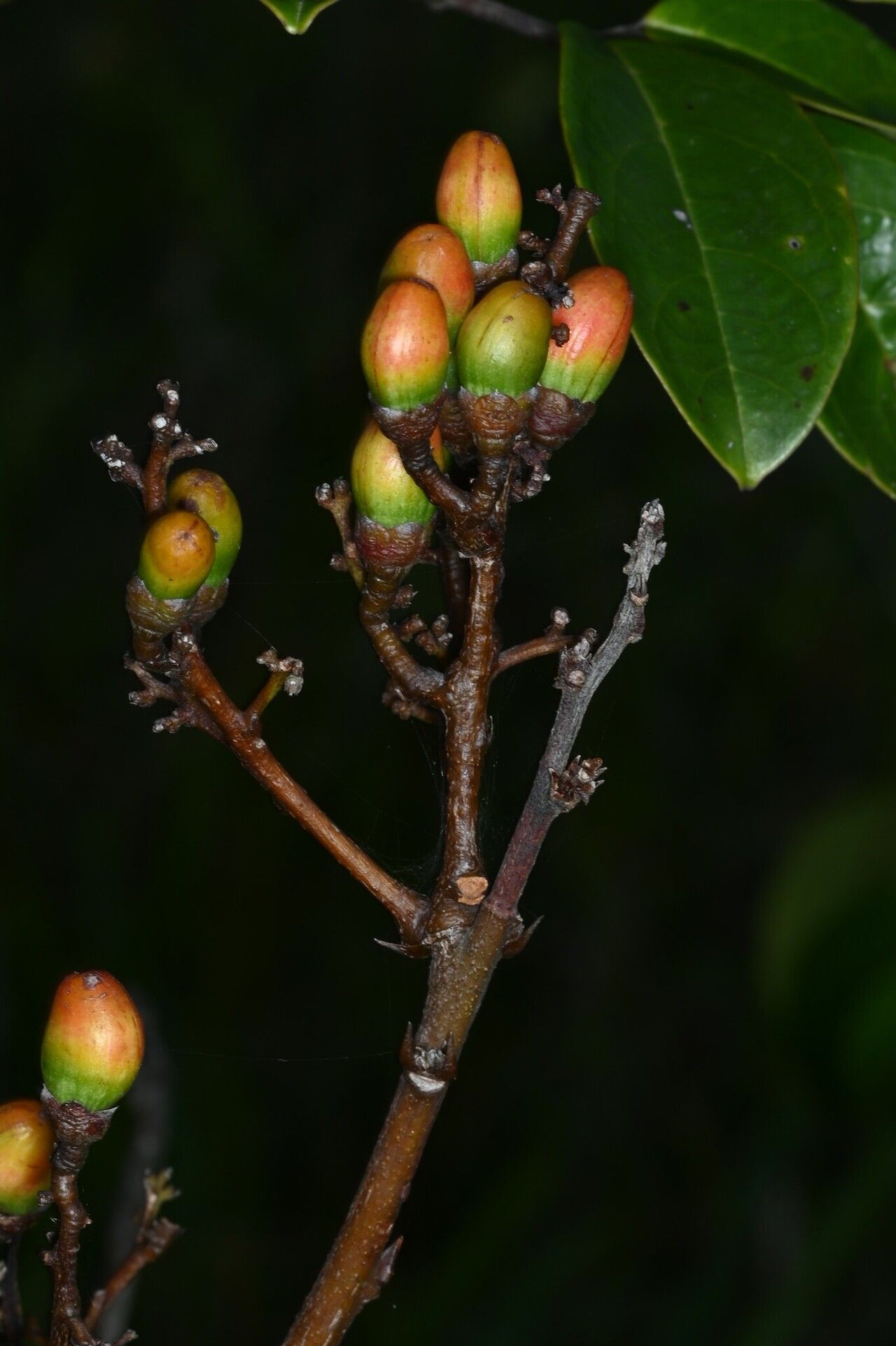 Rourea frutescens fruit