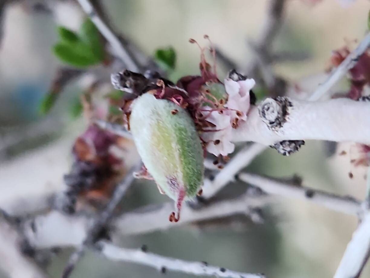 Prunus elaeagrifolia fruit