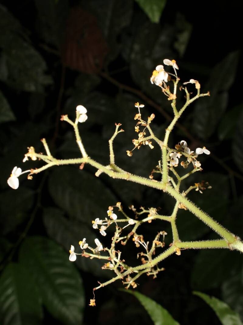 Begonia corredorana flower