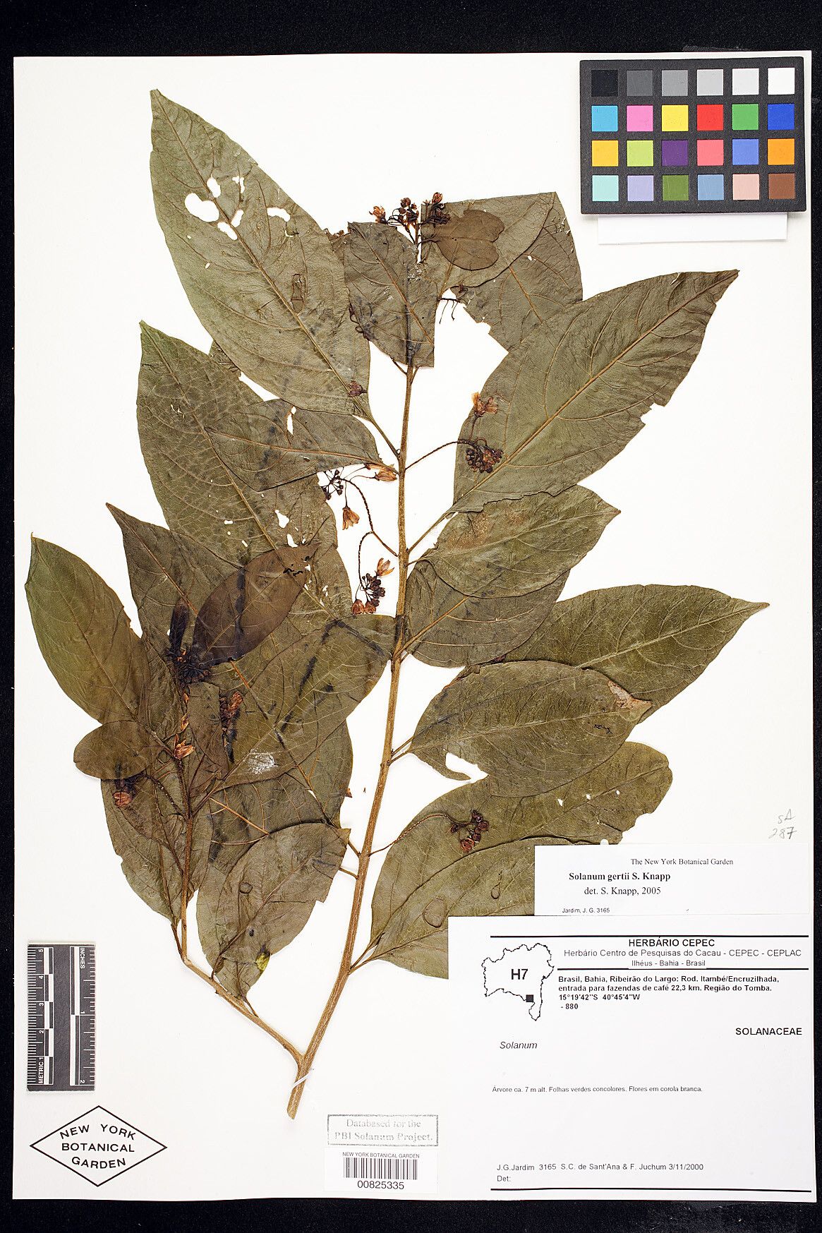 Solanum gertii — houseplant care guide