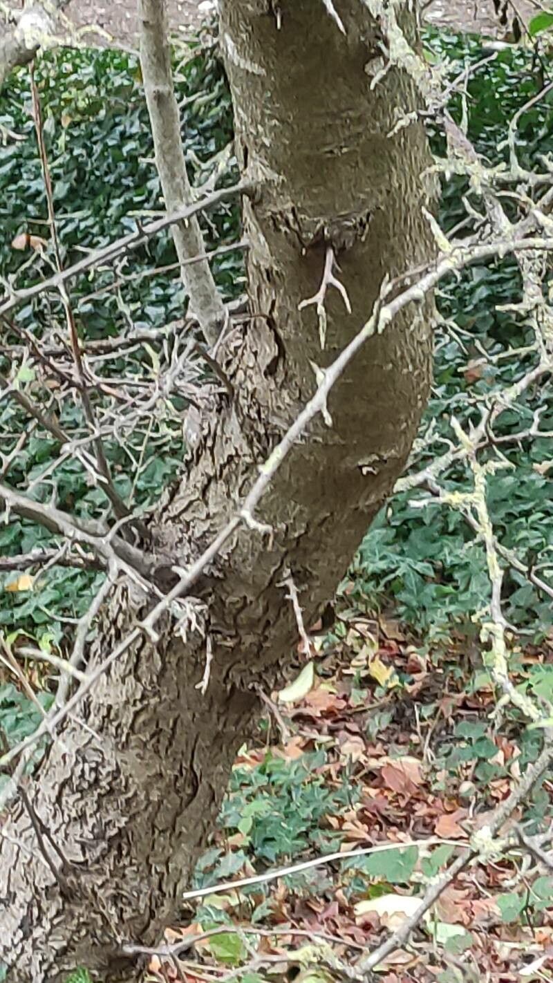 Malus toringoides bark