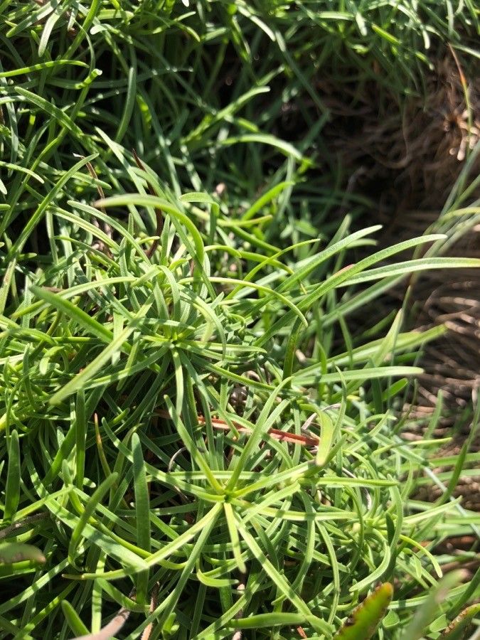 Armeria pubigera — houseplant care guide