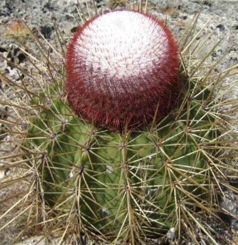 Melocactus macracanthos habit
