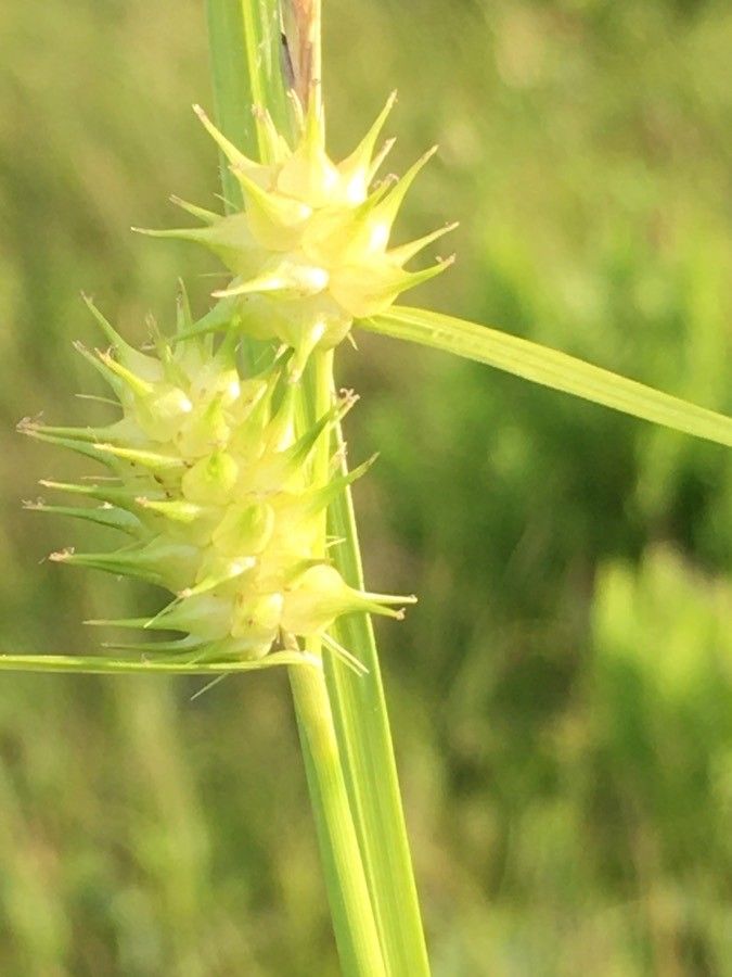 Carex cryptolepis fruit