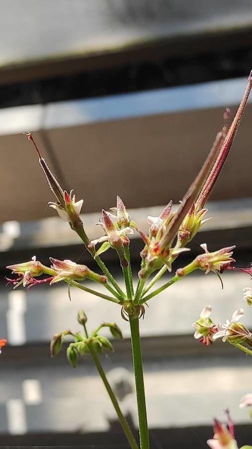 Pelargonium carnosum fruit