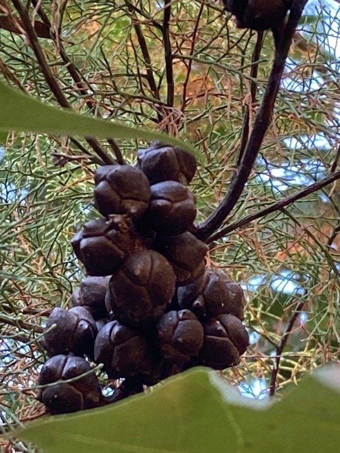 Callitris rhomboidea fruit