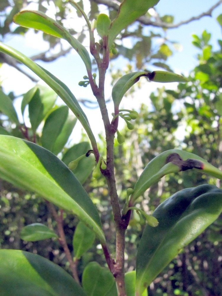 Xylosma bernardiana — related species from the same genus