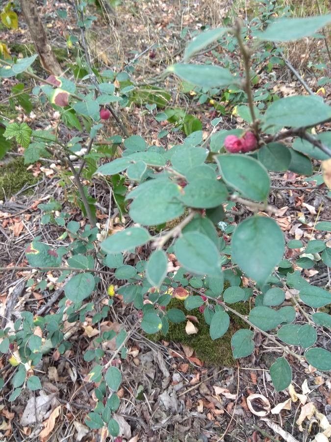 Cotoneaster zabelii habit