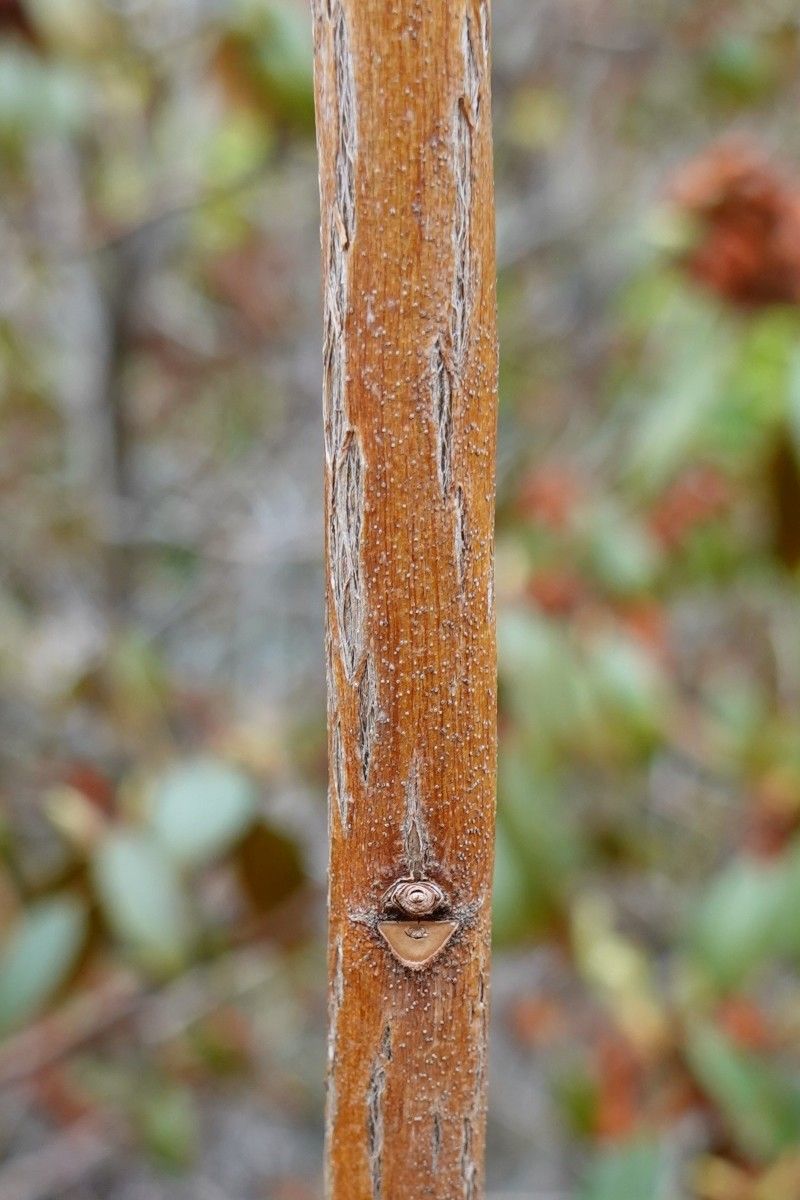 Rhododendron rubiginosum bark