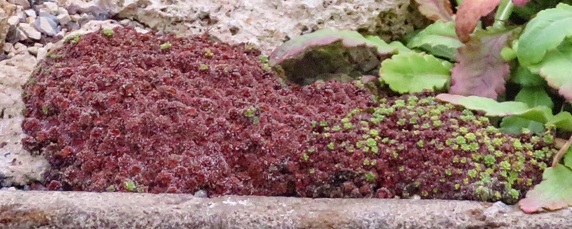 Saxifraga andersonii