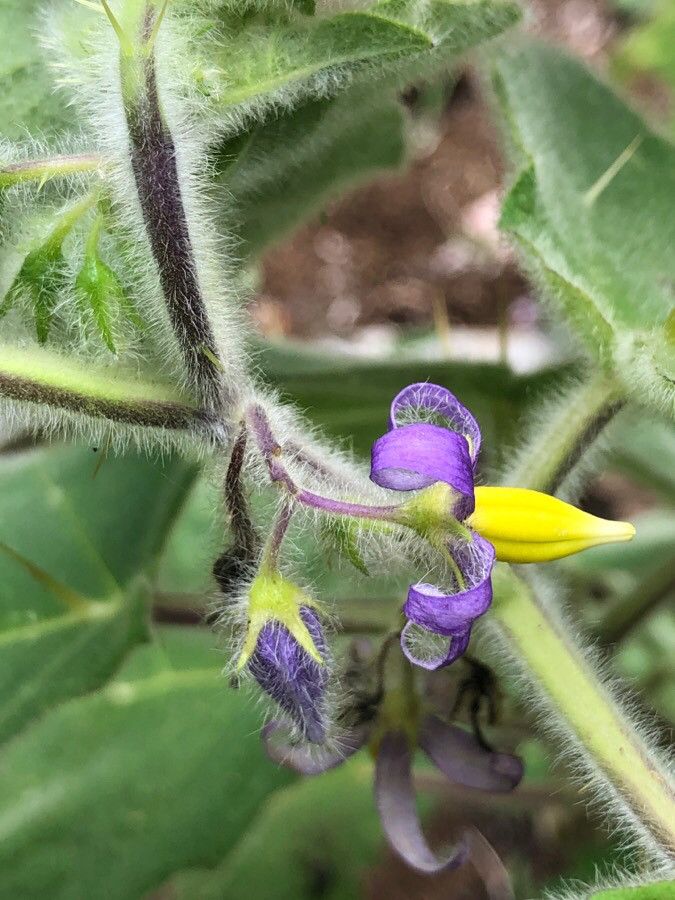 Solanum mammosum flower