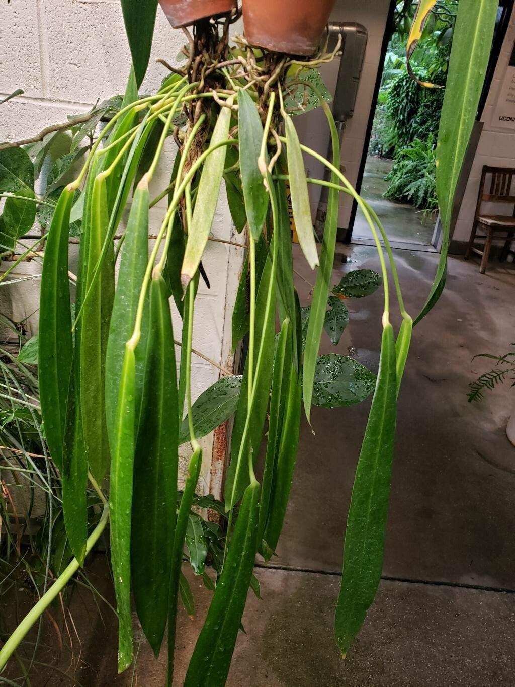 Anthurium pendens habit