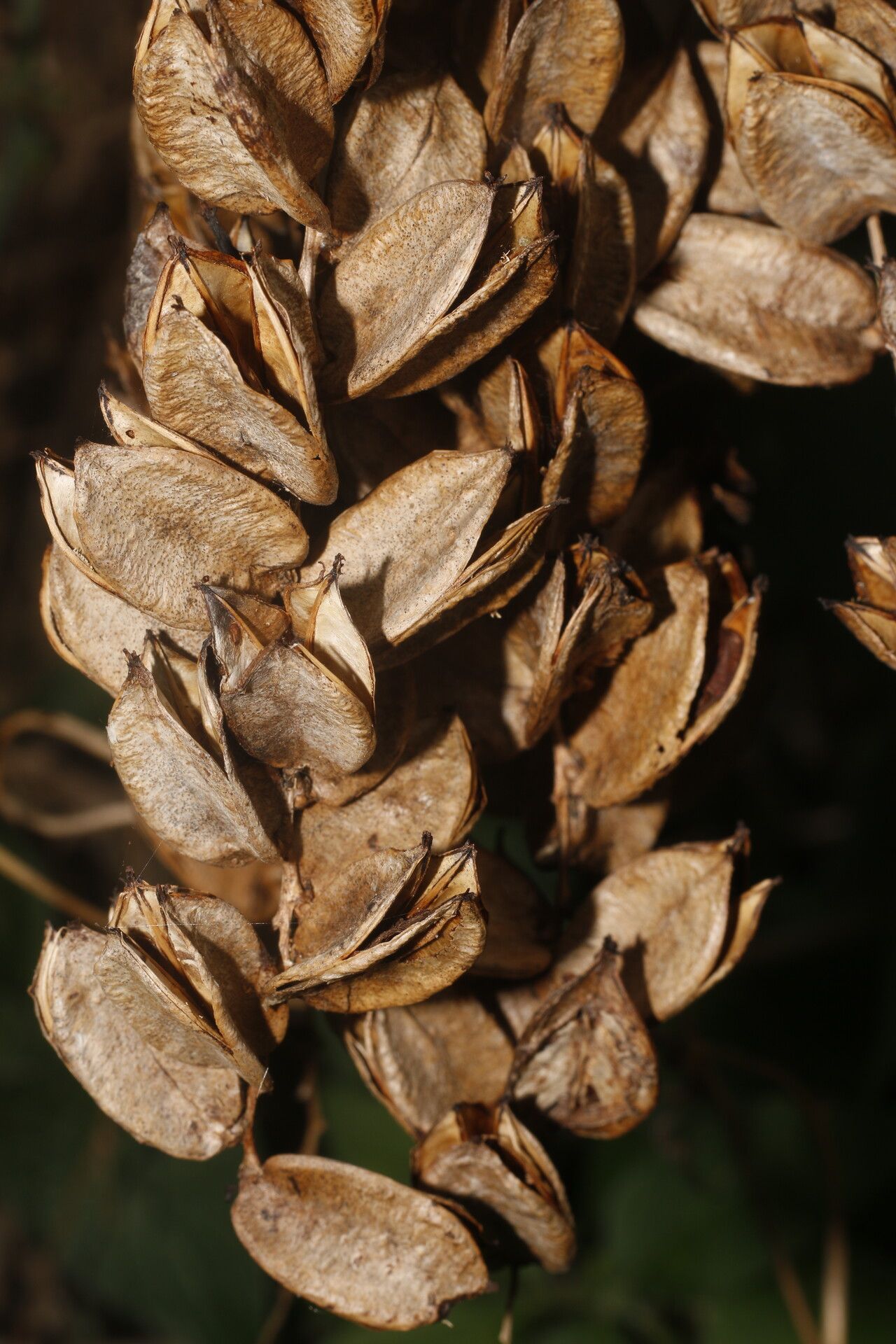 Dioscorea urophylla fruit