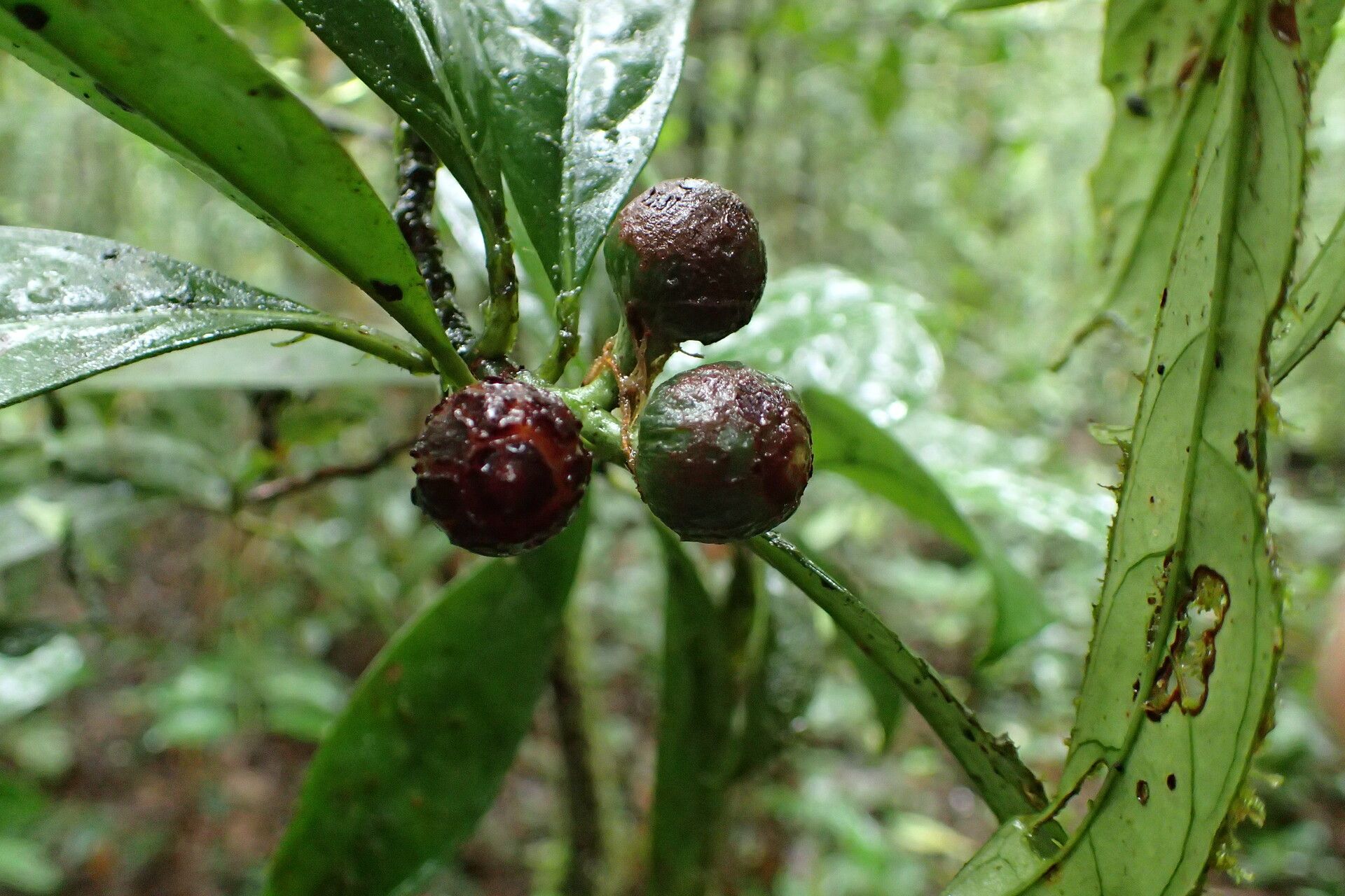 Psychotria dewildei fruit